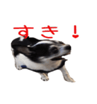 チワワのマロちゃん（老犬）（個別スタンプ：7）