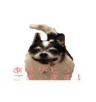 チワワのマロちゃん（老犬）（個別スタンプ：8）