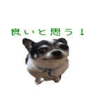 チワワのマロちゃん（老犬）（個別スタンプ：9）