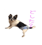 チワワのマロちゃん（老犬）（個別スタンプ：10）