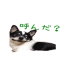 チワワのマロちゃん（老犬）（個別スタンプ：11）