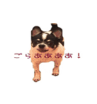 チワワのマロちゃん（老犬）（個別スタンプ：12）
