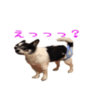 チワワのマロちゃん（老犬）（個別スタンプ：13）