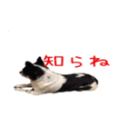 チワワのマロちゃん（老犬）（個別スタンプ：14）