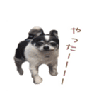 チワワのマロちゃん（老犬）（個別スタンプ：16）
