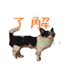 チワワのマロちゃん（老犬）（個別スタンプ：18）