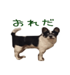 チワワのマロちゃん（老犬）（個別スタンプ：19）