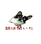 チワワのマロちゃん（老犬）（個別スタンプ：20）