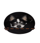 チワワのマロちゃん（老犬）（個別スタンプ：22）