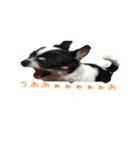 チワワのマロちゃん（老犬）（個別スタンプ：23）