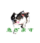 チワワのマロちゃん（老犬）（個別スタンプ：24）