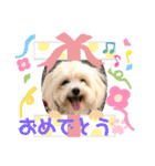 マルプー♡こなつ②（個別スタンプ：3）