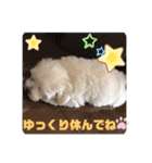 マルプー♡こなつ②（個別スタンプ：7）