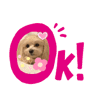 マルプー♡こなつ②（個別スタンプ：9）