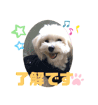 マルプー♡こなつ②（個別スタンプ：12）