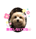 マルプー♡こなつ②（個別スタンプ：15）