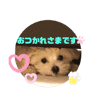 マルプー♡こなつ②（個別スタンプ：16）