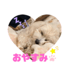 マルプー♡こなつ②（個別スタンプ：17）