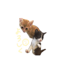 ふうたとしゅんた（こねこ）（個別スタンプ：1）