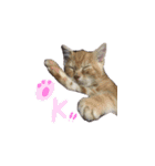ふうたとしゅんた（こねこ）（個別スタンプ：2）