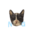 ふうたとしゅんた（こねこ）（個別スタンプ：3）