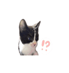 ふうたとしゅんた（こねこ）（個別スタンプ：4）