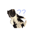 ふうたとしゅんた（こねこ）（個別スタンプ：5）