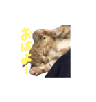 ふうたとしゅんた（こねこ）（個別スタンプ：6）