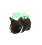 ふうたとしゅんた（こねこ）（個別スタンプ：7）