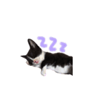 ふうたとしゅんた（こねこ）（個別スタンプ：8）