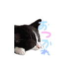 ふうたとしゅんた（こねこ）（個別スタンプ：9）