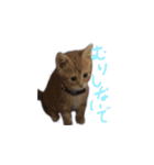 ふうたとしゅんた（こねこ）（個別スタンプ：10）