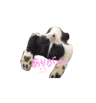 ふうたとしゅんた（こねこ）（個別スタンプ：11）