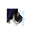 ふうたとしゅんた（こねこ）（個別スタンプ：13）