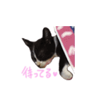 ふうたとしゅんた（こねこ）（個別スタンプ：14）