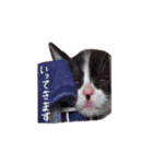 ふうたとしゅんた（こねこ）（個別スタンプ：16）