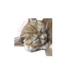ふうたとしゅんた（こねこ）（個別スタンプ：17）