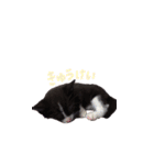ふうたとしゅんた（こねこ）（個別スタンプ：18）
