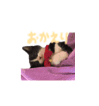 ふうたとしゅんた（こねこ）（個別スタンプ：19）