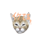 ふうたとしゅんた（こねこ）（個別スタンプ：20）