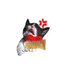 ふうたとしゅんた（こねこ）（個別スタンプ：21）