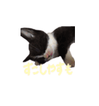 ふうたとしゅんた（こねこ）（個別スタンプ：22）