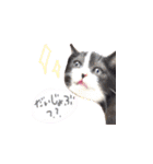 ふうたとしゅんた（こねこ）（個別スタンプ：23）