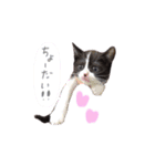ふうたとしゅんた（こねこ）（個別スタンプ：24）
