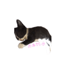 ふうたとしゅんた（こねこ）（個別スタンプ：26）