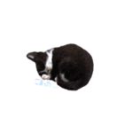 ふうたとしゅんた（こねこ）（個別スタンプ：27）