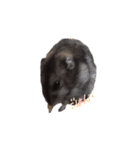 ふうたとしゅんた（こねこ）（個別スタンプ：28）
