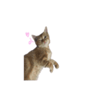 ふうたとしゅんた（こねこ）（個別スタンプ：31）