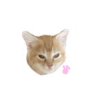 ふうたとしゅんた（こねこ）（個別スタンプ：32）