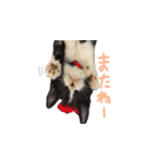 ふうたとしゅんた（こねこ）（個別スタンプ：33）